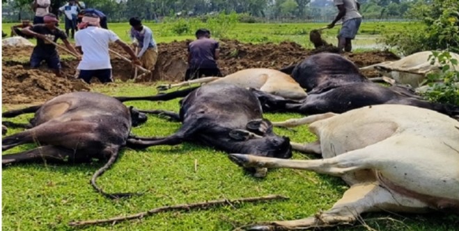 মৌলভীবাজারে বজ্রপাতে ১৪টি গবাদিপশুর মৃত্যু