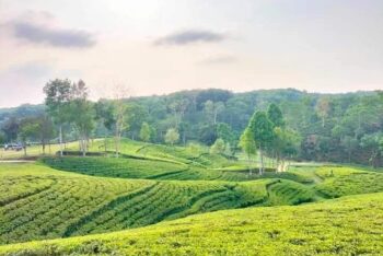 শ্রীমঙ্গলে শনিবার উদযাপন হবে জাতীয় চা দিবস