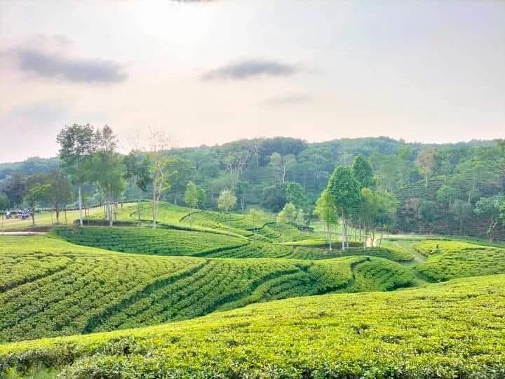 শ্রীমঙ্গলে শনিবার উদযাপন হবে জাতীয় চা দিবস