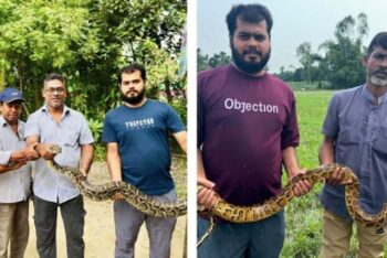 শ্রীমঙ্গলে লোকালয় থেকে দুটি অজগর উদ্ধার
