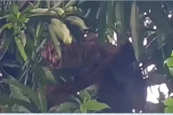 সুনামগঞ্জে বন কর্মকর্তার সামনেই মেছোবাঘ পিটিয়ে হত্যা