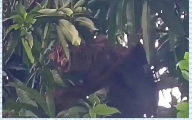 সুনামগঞ্জে বন কর্মকর্তার সামনেই মেছোবাঘ পিটিয়ে হত্যা