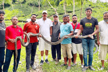 কমলগঞ্জে চা বাগান থেকে অজগর উদ্ধার