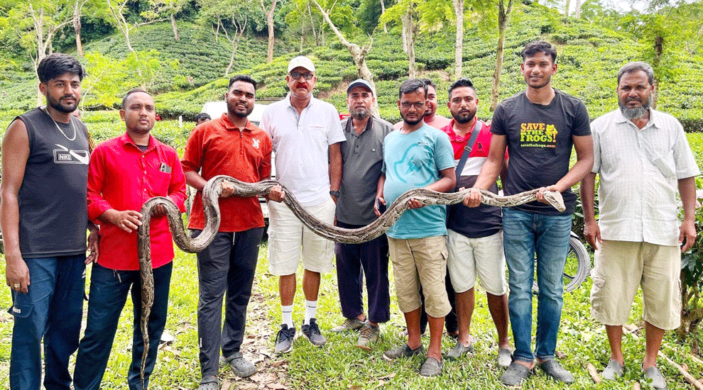 কমলগঞ্জে চা বাগান থেকে অজগর উদ্ধার