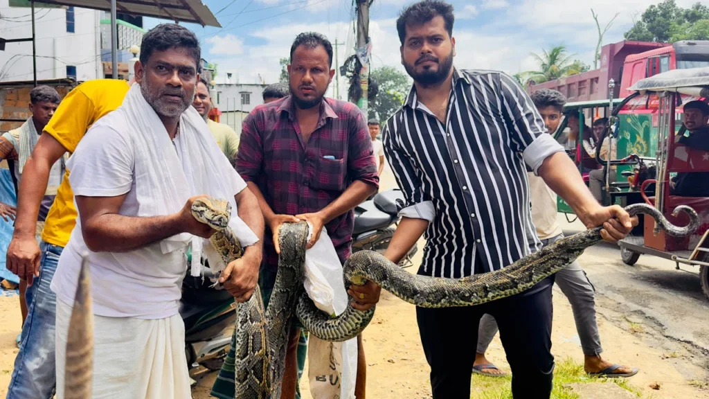 ১৮ ফুটের অজগর উদ্ধার, লাউয়াছড়ায় অবমুক্ত