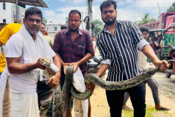 ১৮ ফুটের অজগর উদ্ধার, লাউয়াছড়ায় অবমুক্ত