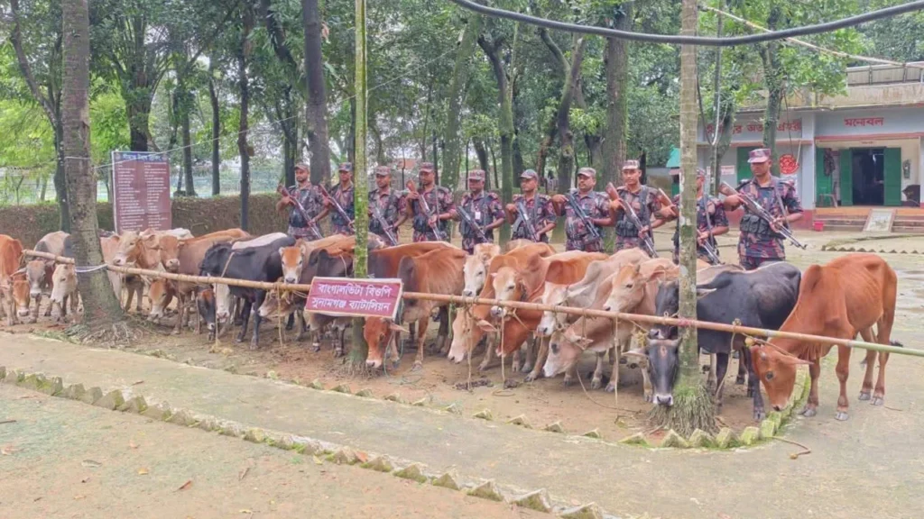 সুনামগঞ্জ সীমান্তে নৌকাসহ ভারতীয় ২৮ গরু জব্দ