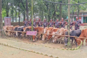 সুনামগঞ্জ সীমান্তে নৌকাসহ ভারতীয় ২৮ গরু জব্দ
