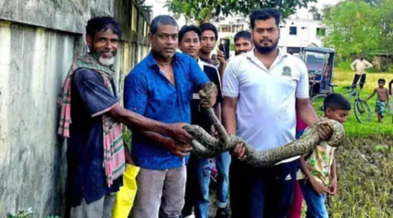 শ্রীমঙ্গলে লোকালয় থেকে অজগর সাপ উদ্ধার