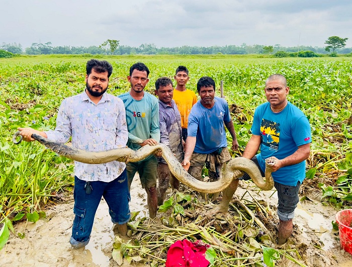 বন ছেড়ে কেন লোকালয়ে ছুটছে বিশাল সাপ?