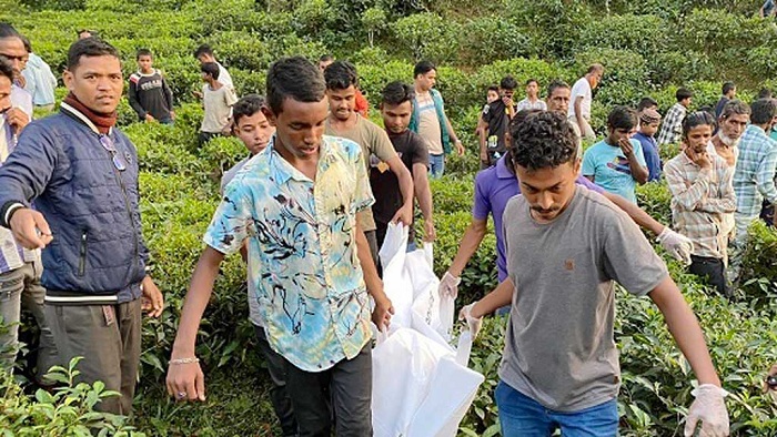 মৌলভীবাজারে চা বাগানে গাছে ঝুলছিল যুবক-যুবতীর মরদেহ