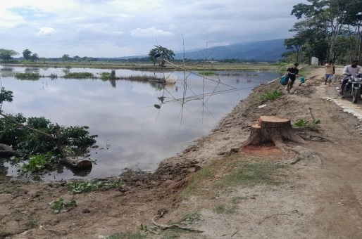 বিছনাকান্ধিতে সড়কের পাশের অর্ধশত গাছ উধাও