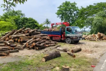 সওজের প্রকল্প নেই, তবু সম্প্রসারণের দোহাইয়ে সাড়ে চার হাজার গাছ কাটছে বন বিভাগ