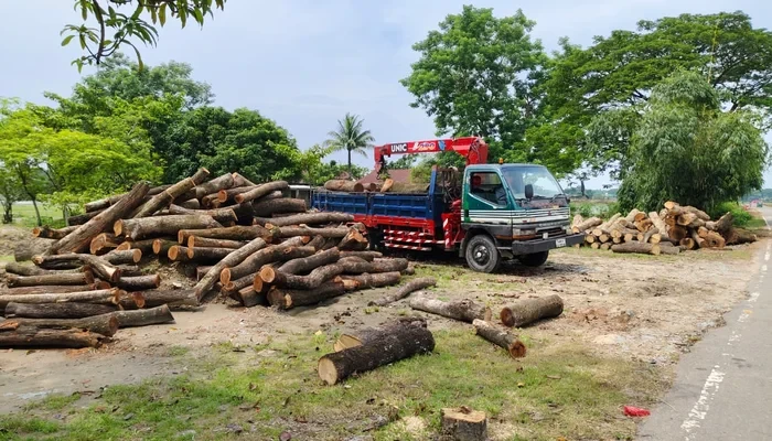 সওজের প্রকল্প নেই, তবু সম্প্রসারণের দোহাইয়ে সাড়ে চার হাজার গাছ কাটছে বন বিভাগ