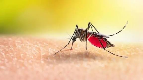 ডেঙ্গু আক্রান্ত ৯৯৬ জন হাসপাতালে ভর্তি