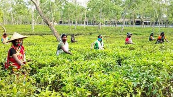 কমলগঞ্জে চা বাগানে শ্রমিকদের ওপর হামলা : আহত ৫