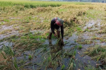জলাবদ্ধতায় কালো হওয়া ধান বিক্রি করতে না পেরে বিপাকে কৃষকরা