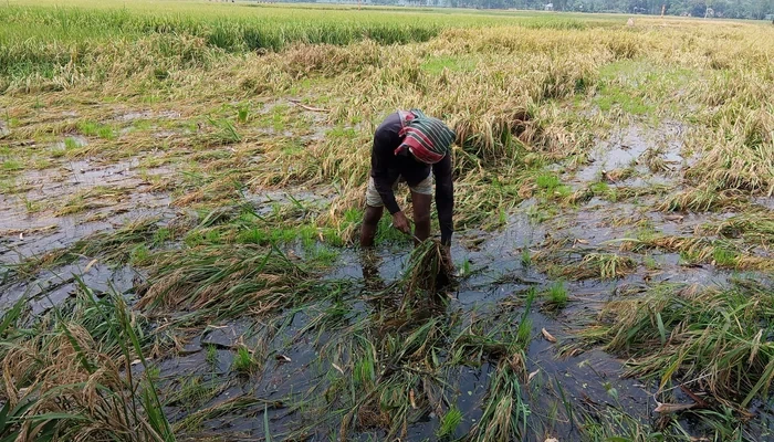 জলাবদ্ধতায় কালো হওয়া ধান বিক্রি করতে না পেরে বিপাকে কৃষকরা