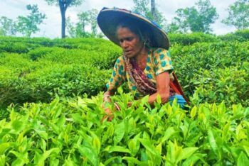 চট্টগ্রাম চা নিলামে ন্যাশনাল টি কোম্পানির নতুন রেকর্ড, ১২ বাগানের চা বিক্রি সাড়ে ৪ কোটি