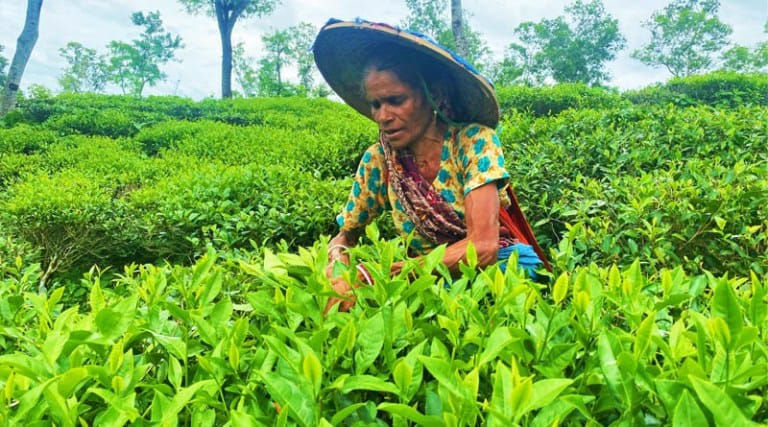 চট্টগ্রাম চা নিলামে ন্যাশনাল টি কোম্পানির নতুন রেকর্ড, ১২ বাগানের চা বিক্রি সাড়ে ৪ কোটি