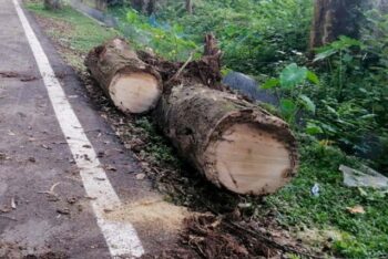 টেন্ডার ছাড়াই সরকারি গাছ বিক্রির অভিযোগ, মৌলভীবাজার বিসিক কর্মকর্তার বিরুদ্ধে প্রশ্ন