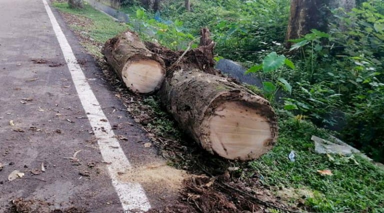 টেন্ডার ছাড়াই সরকারি গাছ বিক্রির অভিযোগ, মৌলভীবাজার বিসিক কর্মকর্তার বিরুদ্ধে প্রশ্ন