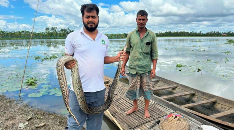 মাছ ধরার জালে আটকে মারা গেল বিশাল আকৃতির অজগর