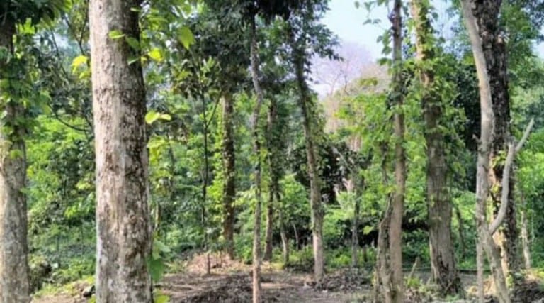 কমলগঞ্জে রাজকান্দির বনে পান জুম,কাঠ পাচার নিয়ে দুই বিট কর্মকর্তাকে ঘিরে অভিযোগ