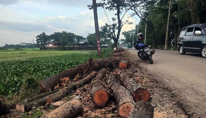 সুনামগঞ্জে সড়ক প্রশস্ত করতে কাটা হচ্ছে ৪৩৪ গাছ, নদী ভাঙনের শঙ্কা