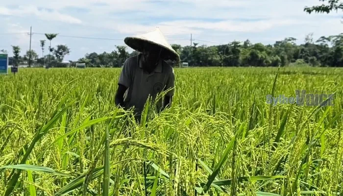 হাওরাঞ্চলে পতিত জমিতে আউশ ধান চাষে স্বপ্ন দেখছেন কৃষকরা
