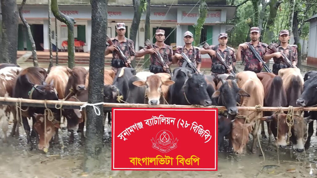 সুনামগঞ্জ সীমান্তে ২৮ ভারতীয় গরু জব্দ