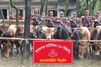 সুনামগঞ্জ সীমান্তে ২৮ ভারতীয় গরু জব্দ