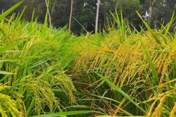 লন্ডনে সাফল্যের মুখ দেখল সিলেটের দুমাসী ধান