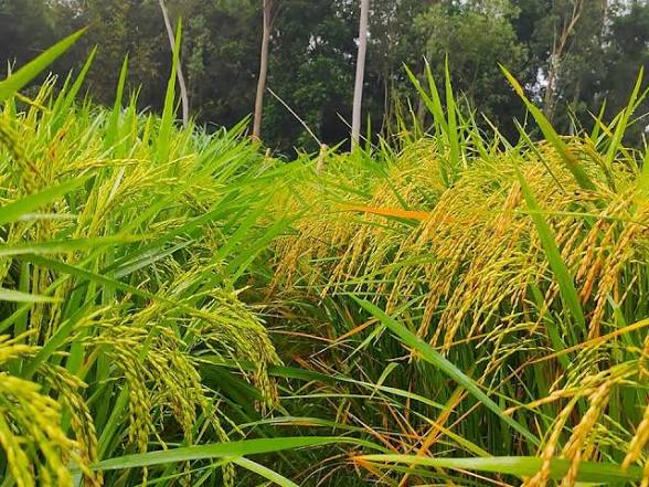 লন্ডনে সাফল্যের মুখ দেখল সিলেটের দুমাসী ধান