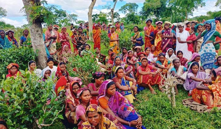চা শ্রমিকরা ৬ সপ্তাহ ধরে মজুরি পাচ্ছেন না
