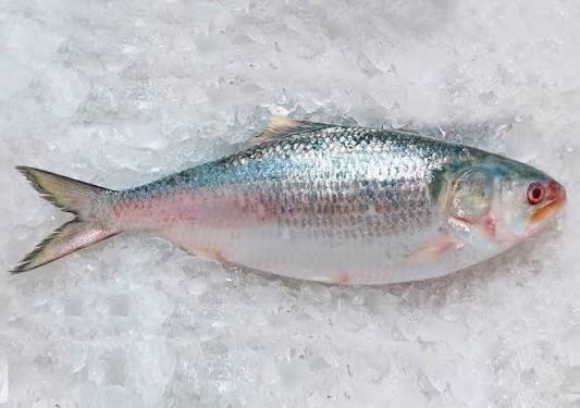 ২২ দিন সারাদেশে ইলিশ আহরণ নিষিদ্ধ