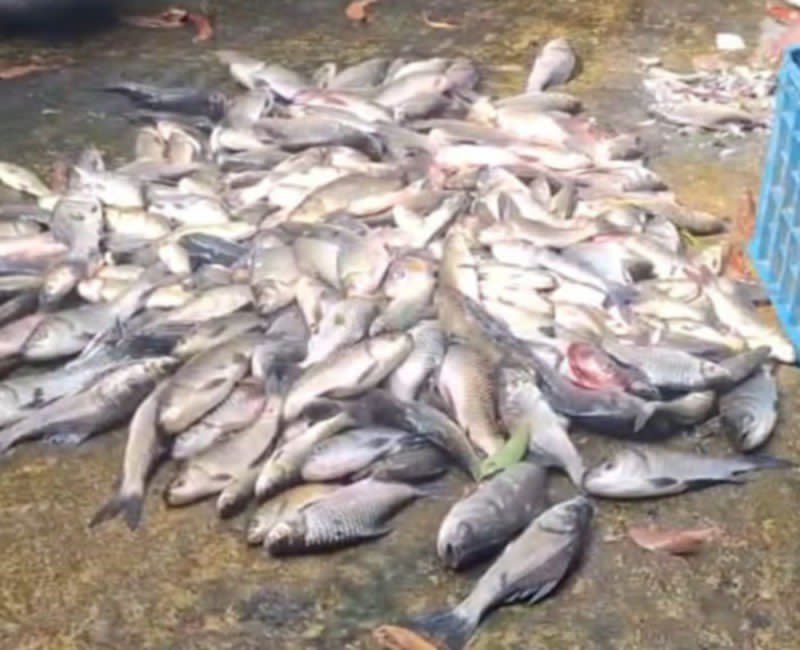 বিশ্বনাথে বিষ প্রয়োগে মাছ নিধনের অভিযোগ