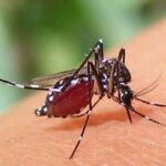 ডেঙ্গু থেকে বাঁচতে যেসব অভ্যাস বদলাতে হবে