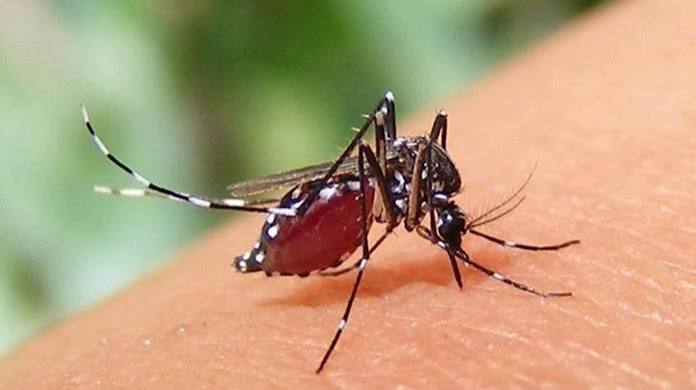ডেঙ্গু থেকে বাঁচতে যেসব অভ্যাস বদলাতে হবে