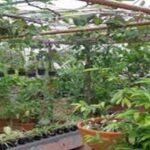 যেভাবে গড়ে তুলবেন সবুজ ছাদবাগান