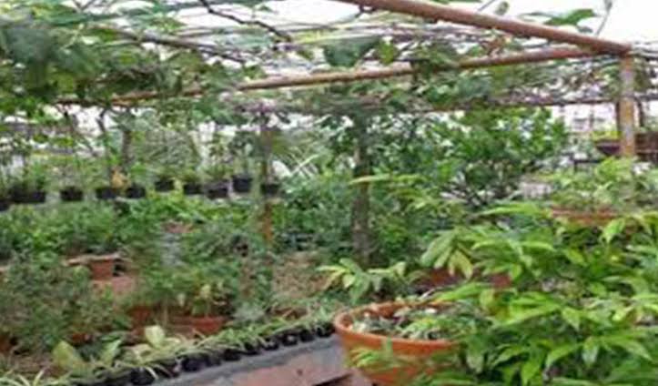 যেভাবে গড়ে তুলবেন সবুজ ছাদবাগান