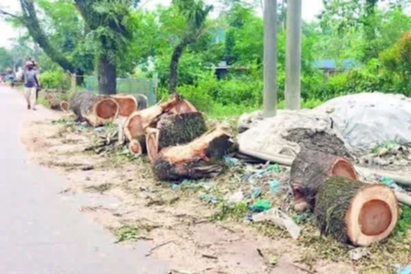 প্রকল্পের বাইরে তবুও বন বিভাগের বলি হাজারো গাছ