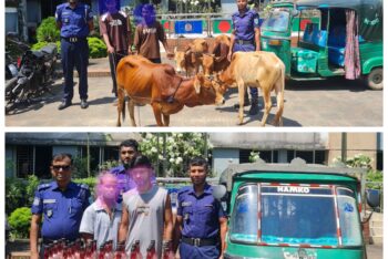 বড়লেখায় ৪টি ভারতীয় গরু ও ৪০ লিটার দেশীয় মদসহ গ্রেপ্তার-৪