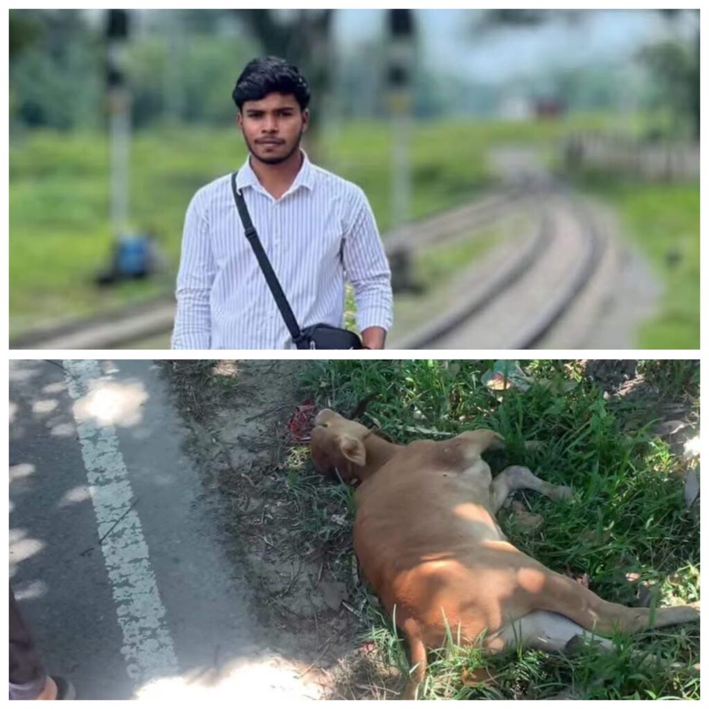 বড়লেখায় গরুর সাথে মোটরসাইকেলের ধাক্কা, প্রাণ গেলে যুবকের 