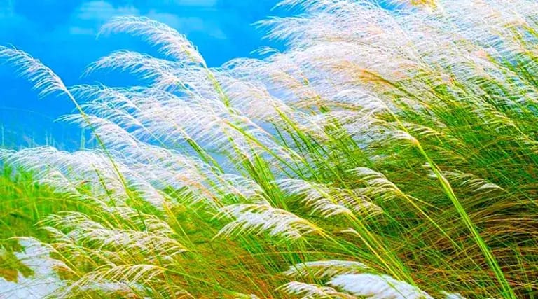 শরতের শুভ্রতায় শ্রীমঙ্গলের দৃষ্টি নন্দন কাশবন