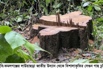 কমলগঞ্জের লাউয়াছড়া জাতীয় উদ্যান থেকে বিশালাকৃতির সেগুন গাছ পাচার