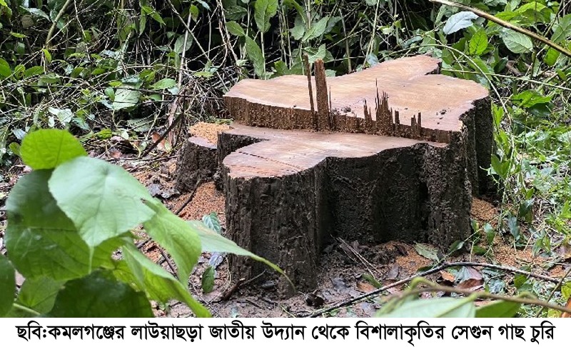 কমলগঞ্জের লাউয়াছড়া জাতীয় উদ্যান থেকে বিশালাকৃতির সেগুন গাছ পাচার