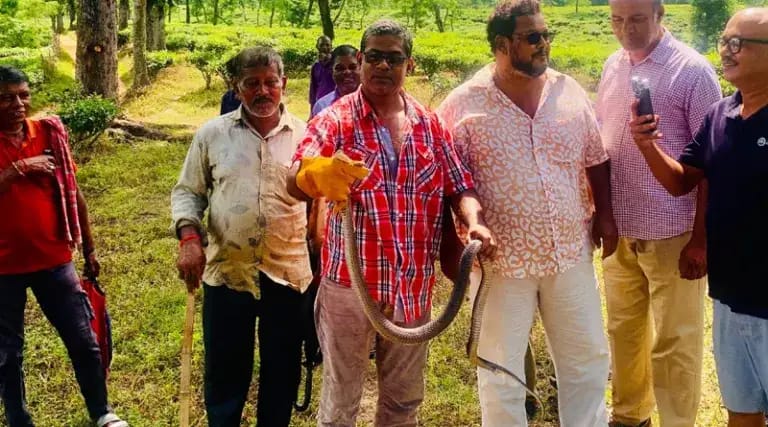 চা পাতা তুলতে গিয়ে বিষধর সাপের ছোবল থেকে রক্ষা পেল শ্রমিক