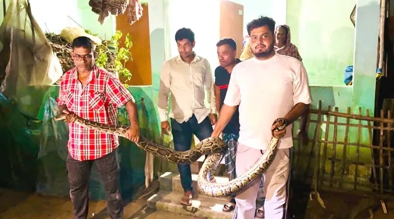 শ্রীমঙ্গলে খাটের নীচ থেকে ১৬ ফুট দৈর্ঘ্যরে অজগর উদ্ধার
