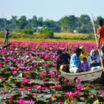 সিলেটের বন্দরবাজারে লাল শাপলার সাথে সাক্ষাৎ
